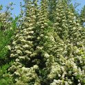 Pyracantha crenato-serrata 'Orange Glow' P1B